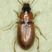 Stenolophus skrimshiranus Steph., 1828, Carabidae (5.5–7.2 mm) Stenolophus skrimshiranus (5.5–7.2 mm)