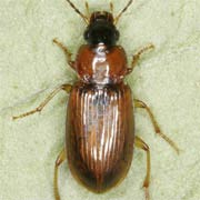 Stenolophus skrimshiranus (5.5–7.2 mm)