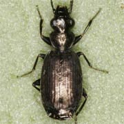 Syntomus foveatus (Geoffr., 1785), Carabidae (2.8–3.6 mm) Syntomus foveatus (2.8–3.6 mm)