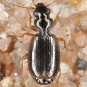Syntomus pallipes (Dej., 1825), Carabidae (2.5–3.3 mm) Syntomus pallipes (2.5–3.3 mm)