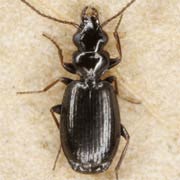 Syntomus truncatellus (L., 1761), Carabidae (2.8–3.5 mm) Syntomus truncatellus (2.8–3.5 mm)