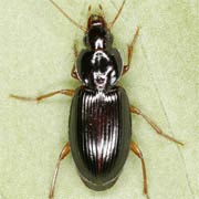 Synuchus vivalis (Ill., 1798), Carabidae (5.8–9 mm) Synuchus vivalis (5.8–9 mm)