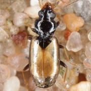 Tachys scutellaris Steph., 1828, Carabidae (2.3–2.6 mm) Tachys scutellaris (2.3–2.6 mm)
