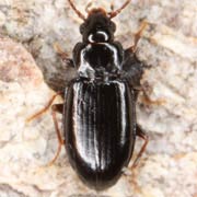 Tachyta nana (Gyll., 1810), Carabidae (2.8–3 mm) Tachyta nana (2.8–3 mm)