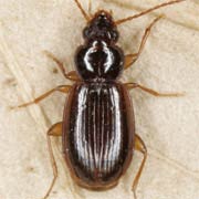 Trechus obtusus Er., 1837, Carabidae (3.5–4.5 mm) Trechus obtusus (3.5–4.5 mm)
