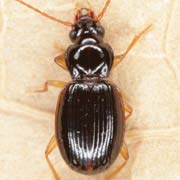 Trechus pilisensis Pawlowski, 1975, Carabidae (4–4.5 mm) Trechus pilisensis (4–4.5 mm)