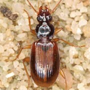 Trechus rubens (F., 1792), Carabidae (5–6.5 mm) Trechus rubens (5–6.5 mm)