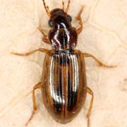Trichocellus placidus (Gyll., 1827), Carabidae (4.2–5 mm) Trichocellus placidus (4.2–5 mm)