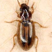 Trichocellus placidus (4.2–5 mm)