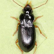 Trichotichnus laevicollis (Duft., 1812), Carabidae (6–8.5 mm) Trichotichnus laevicollis (6–8.5 mm)