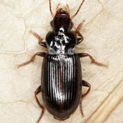 Trichotichnus nitens (Heer, 1838), Carabidae (7.5–9 mm) Trichotichnus nitens (7.5–9 mm)