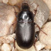 Zabrus tenebrioides (Goeze, 1777), Carabidae (12–16 mm) Zabrus tenebrioides (12–16 mm)