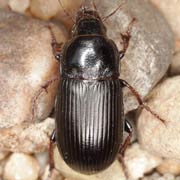 Zabrus tenebrioides (12–16 mm)