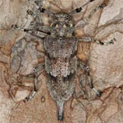 Acanthocinus aedilis (12&ndash;20 mm)