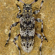 Acanthocinus griseus (9–12 mm)