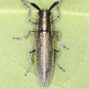 Agapanthia pannonica (7–13 mm)