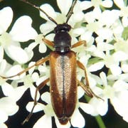 Alosterna tabacicolor (6–8 mm)