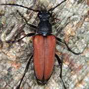 Anastrangalia sanguinolenta (9&ndash;11 mm)