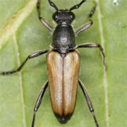 Anastrangalia sanguinolenta (9–11 mm)