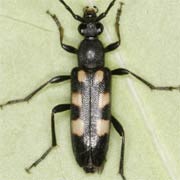 Anoplodera sexguttata (7–12 mm)
