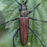 Aromia moschata (13–34 mm)