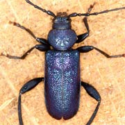 Callidium violaceum (8–16 mm)