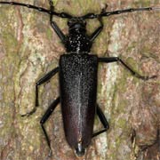 Cerambyx cerdo (30&ndash;53 mm)