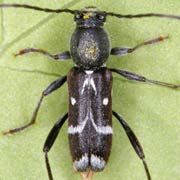Chlorophorus sartor (5.5–9 mm)