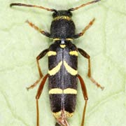 Clytus arietis (7–14 mm)