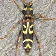 Clytus tropicus (10–19 mm)