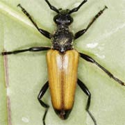Corymbia fulva (10–14 mm)