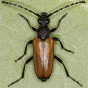 Corymbia maculicornis (8–10 mm)