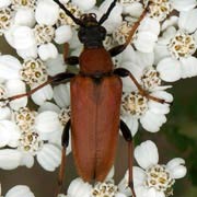 Corymbia rubra (10&ndash;19 mm)
