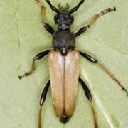 Corymbia rubra (10–19 mm)