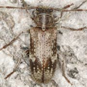 Exocentrus adspersus