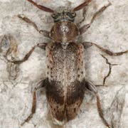 Exocentrus punctipennis (4.5–6 mm)