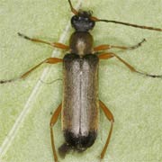 Grammoptera ustulata (6–8 mm)