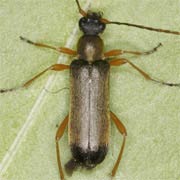 Grammoptera ustulata