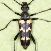 Judolia sexmaculata (8–14 mm)