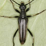 Leptura aethiops (10.5–15 mm)