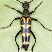 Leptura arcuata (12–17 mm)