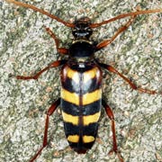 Leptura aurulenta (13&ndash;18 mm)
