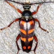 Leptura aurulenta (13–18 mm)