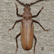 Megopis scabricornis (30–50 mm)