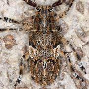 Mesosa nebulosa (9–15 mm)