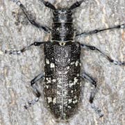 Monochamus sutor (15&ndash;24 mm)