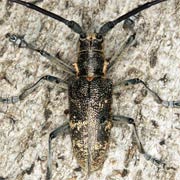 Monochamus sutor (15–24 mm)