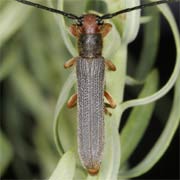 Oberea erythrocephala (9–14 mm)