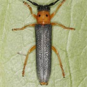 Oberea oculata (15–21 mm)