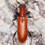 Obrium cantharinum (5–10 mm)